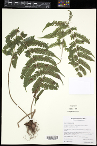 Steiropteris leprieurii image