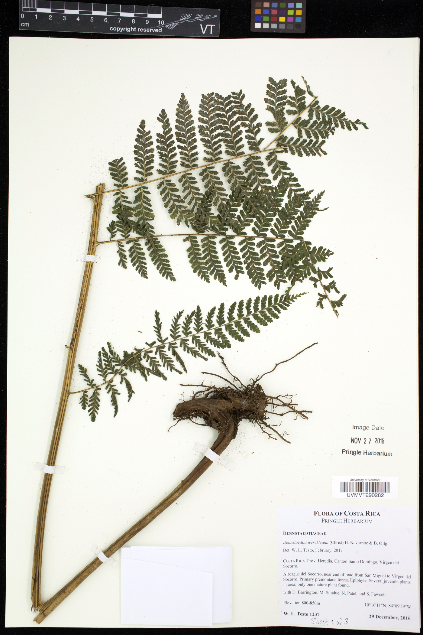 Dennstaedtia werckleana image