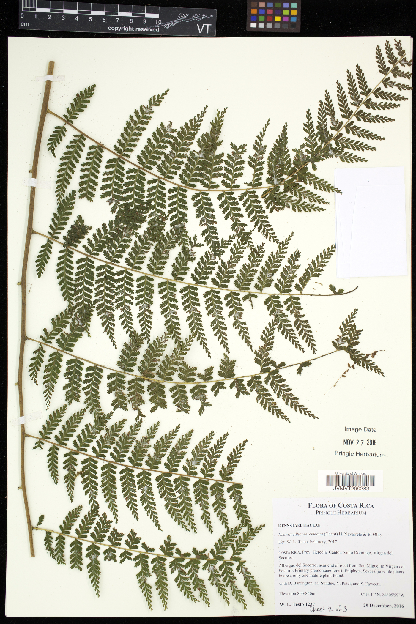 Dennstaedtia werckleana image