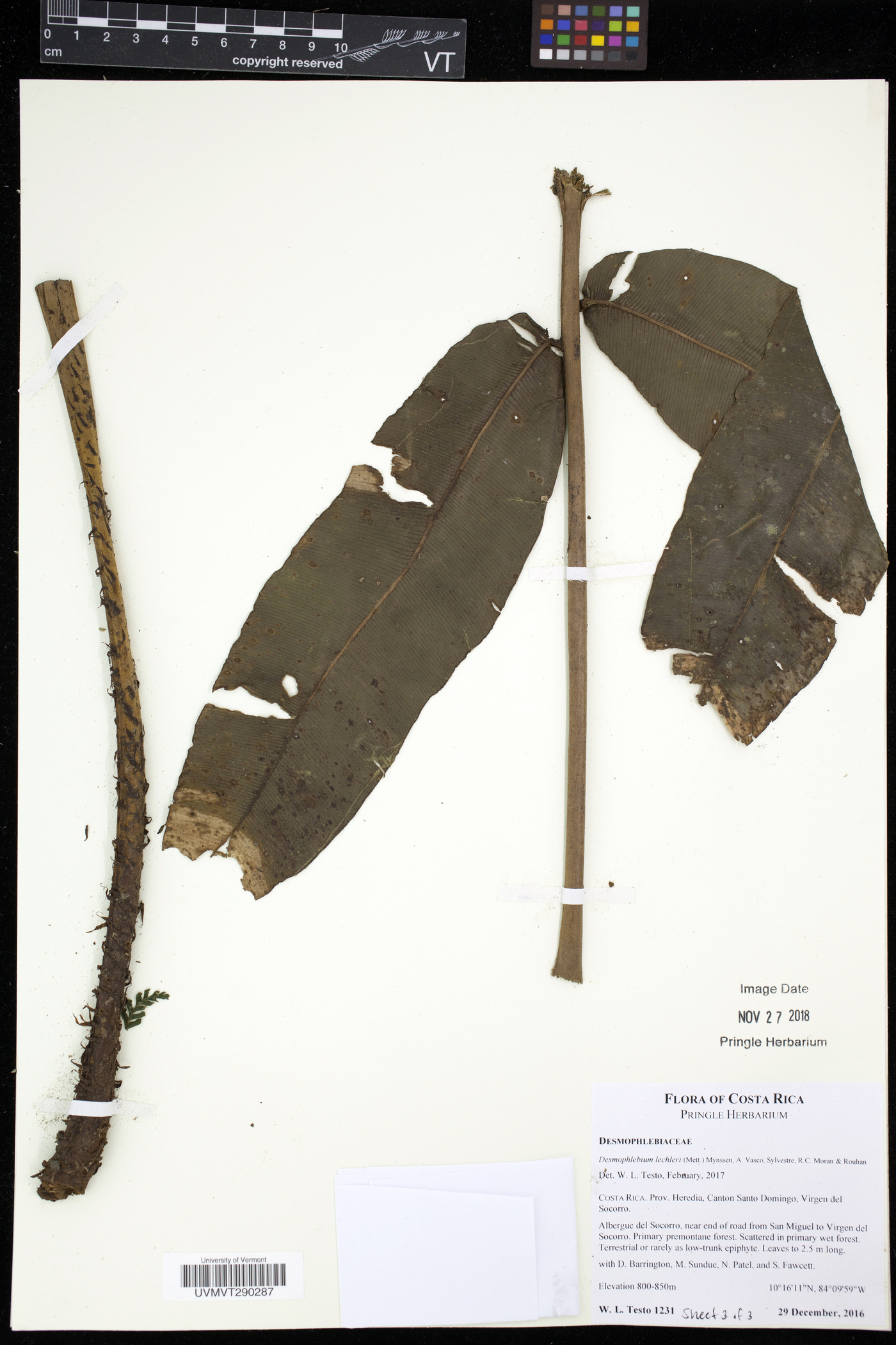Desmophlebiaceae image