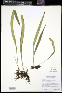 Ananthacorus angustifolius image