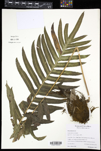 Serpocaulon attenuatum image