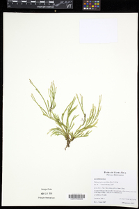 Phlegmariurus curvifolius image