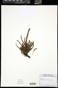 Moranopteris trichomanoides image