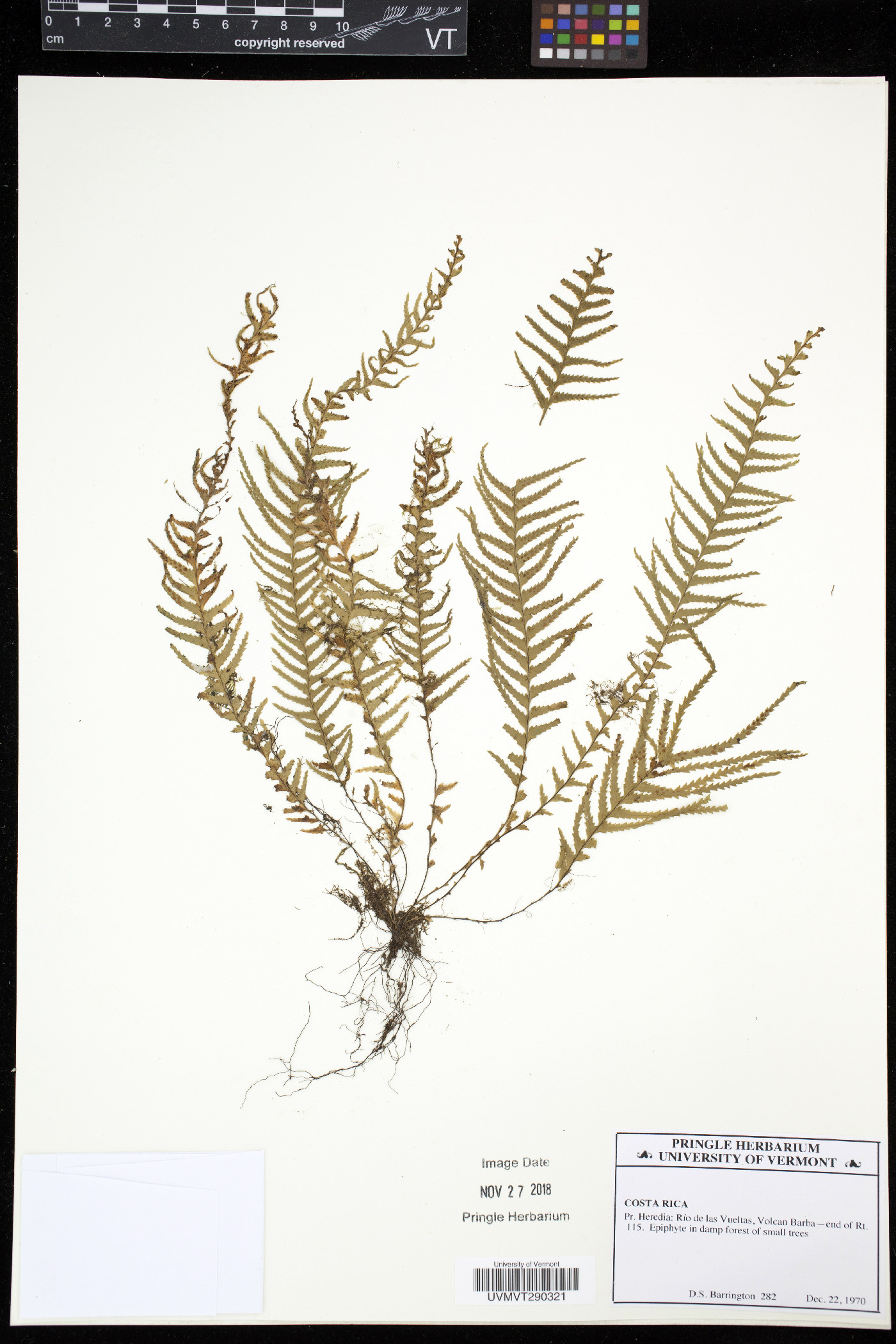Lellingeria suprasculpta image
