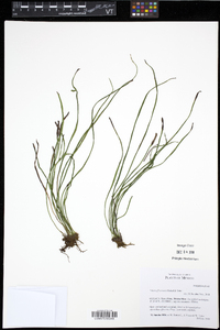 Vittaria flavicosta image