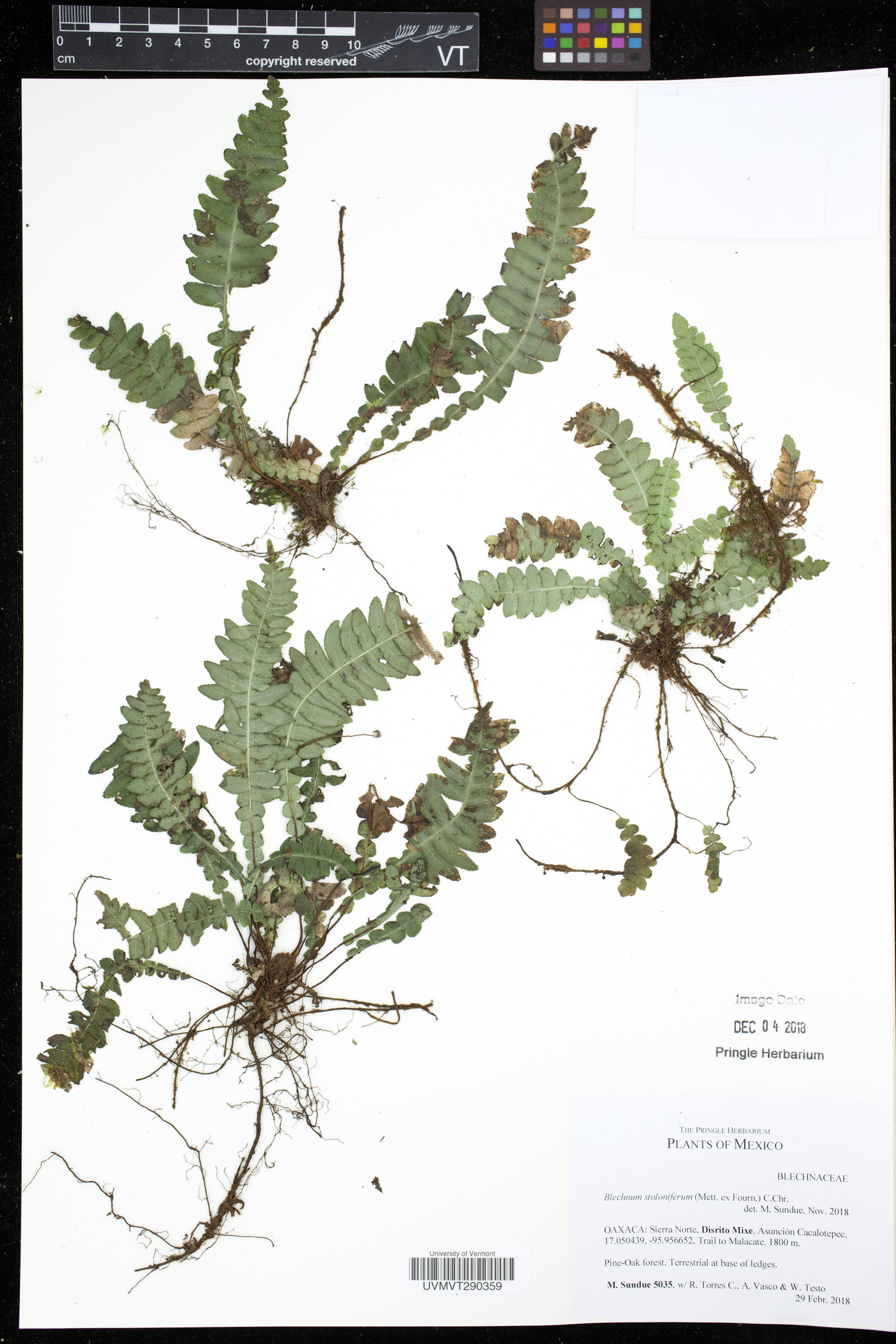 Blechnum stoloniferum image