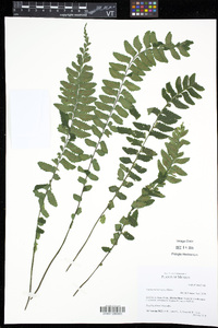 Asplenium barbaense image