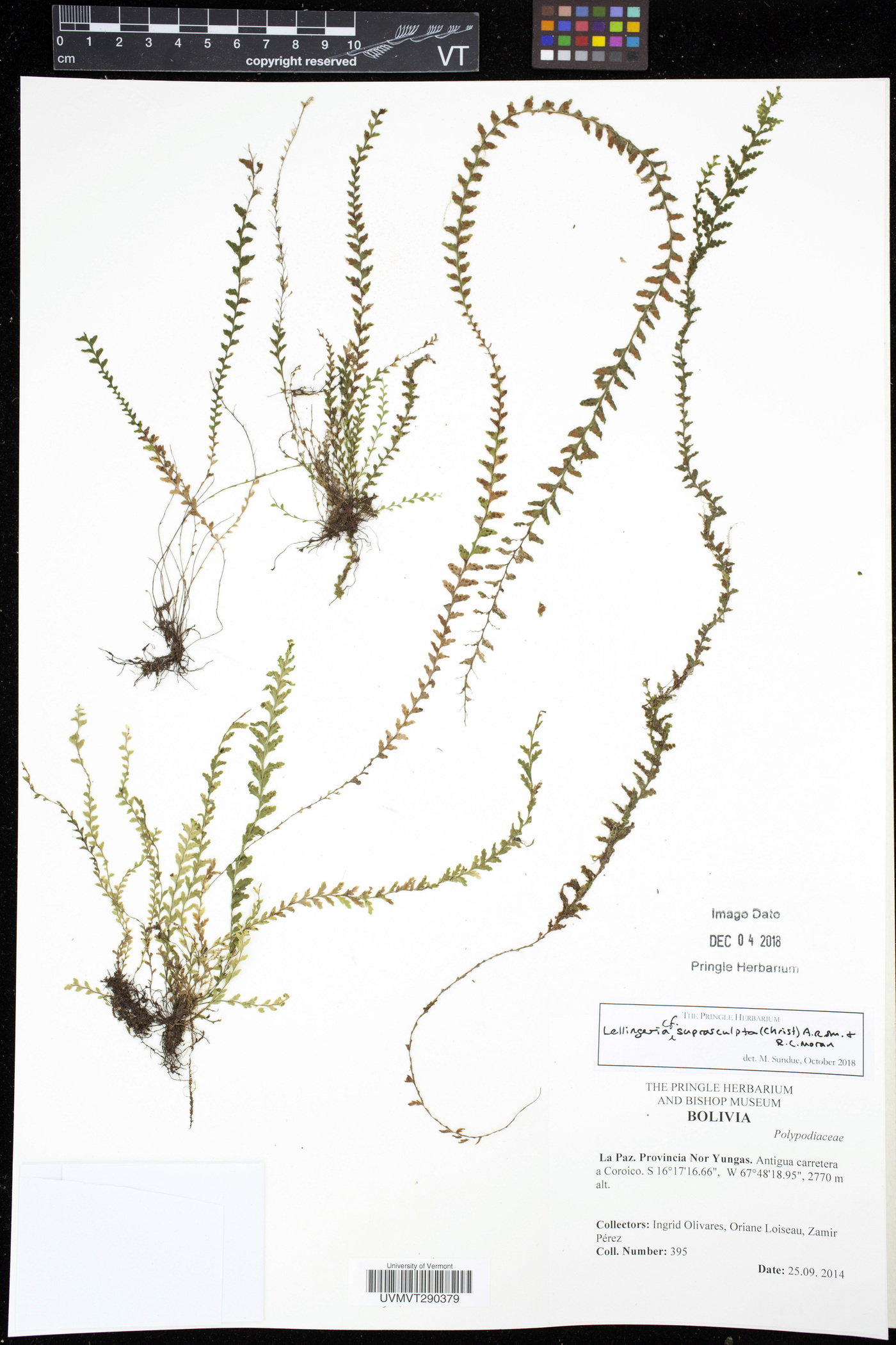 Lellingeria suprasculpta image