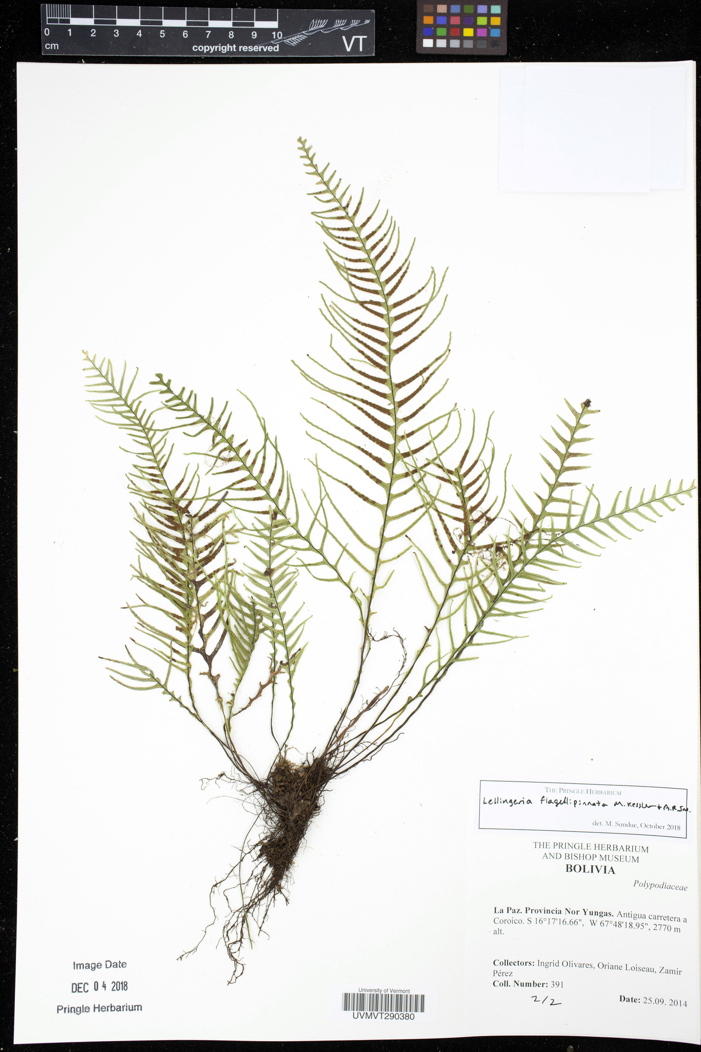 Lellingeria flagellipinnata image