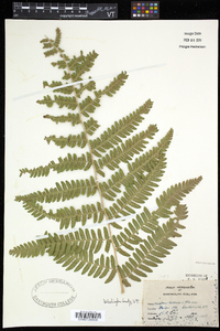 Dryopteris goldieana image