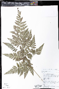 Parapolystichum effusum image