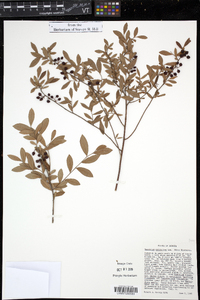 Vaccinium myrsinites image