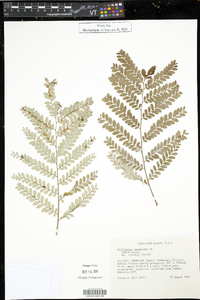 Phyllanthus mimosoides image