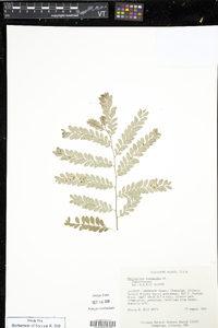 Phyllanthus mimosoides image