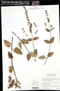 Stachys rigida image