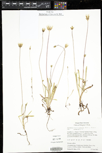 Agoseris heterophylla image