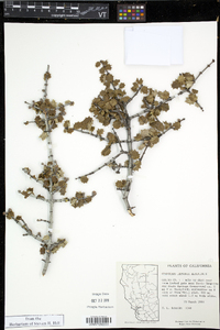 Ceanothus jepsonii subsp. albiflorus image