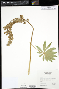 Lupinus polyphyllus image