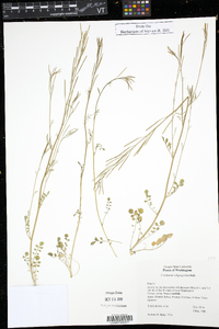 Cardamine oligosperma image