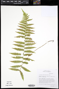 Coryphopteris simulata image