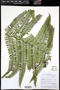 Steiropteris decussata image