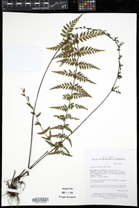 Asplenium blepharodes image