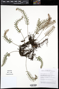 Pleopeltis polypodioides image