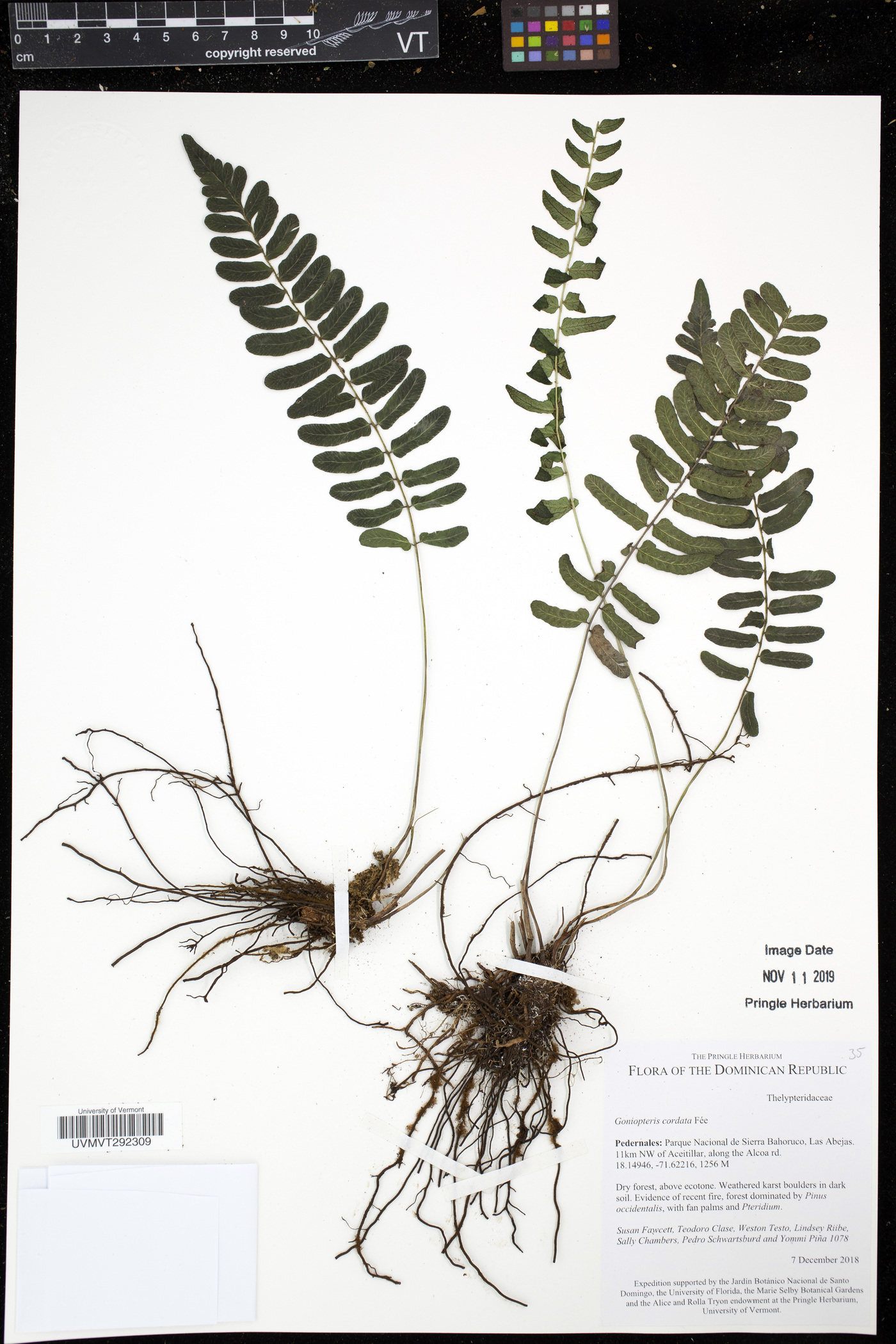 Goniopteris cordata image