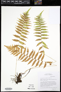 Coryphopteris simulata image