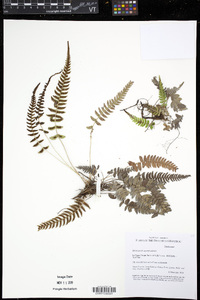 Blechnum appendiculatum image