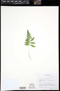 Phegopteris connectilis image
