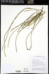 Psilotum nudum image