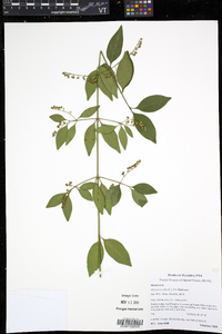 Chiococca alba image