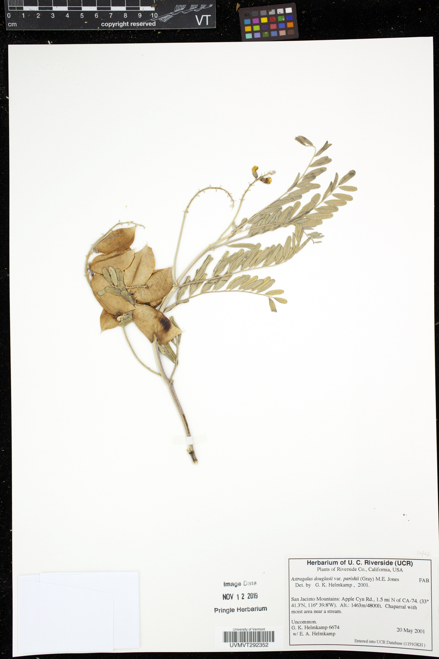 Astragalus douglasii image