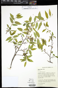 Ulmus alata image