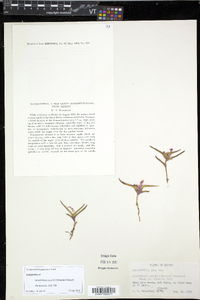Tradescantia pygmaea image