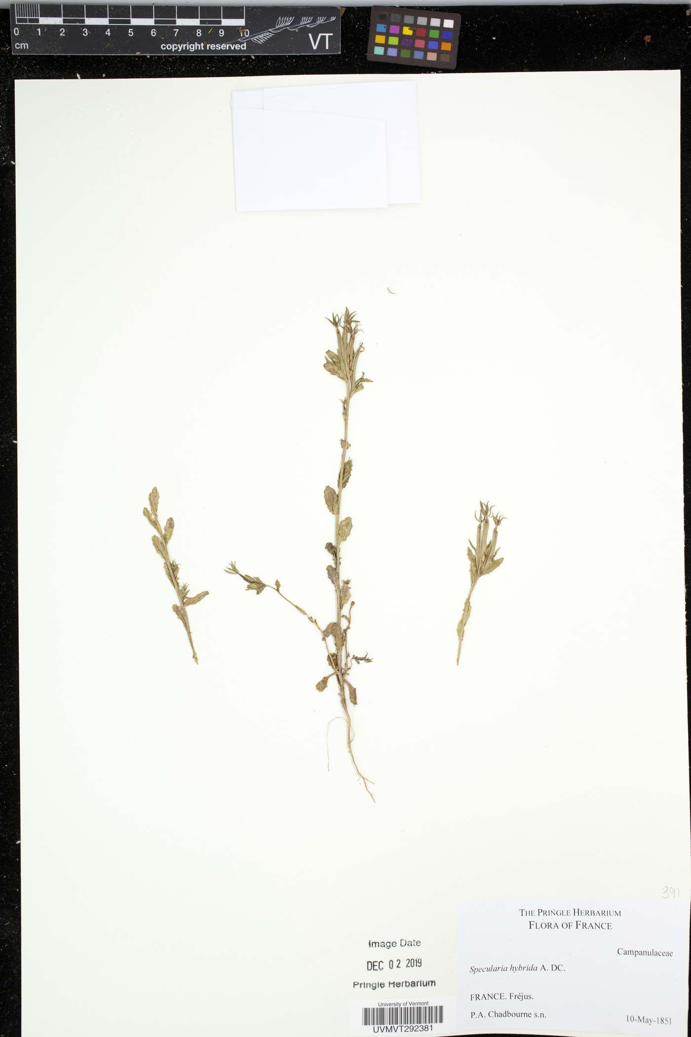 Specularia hybrida image
