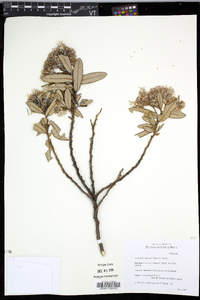 Monticalia andicola image