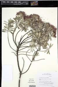 Media resource of Diplostephium costaricense