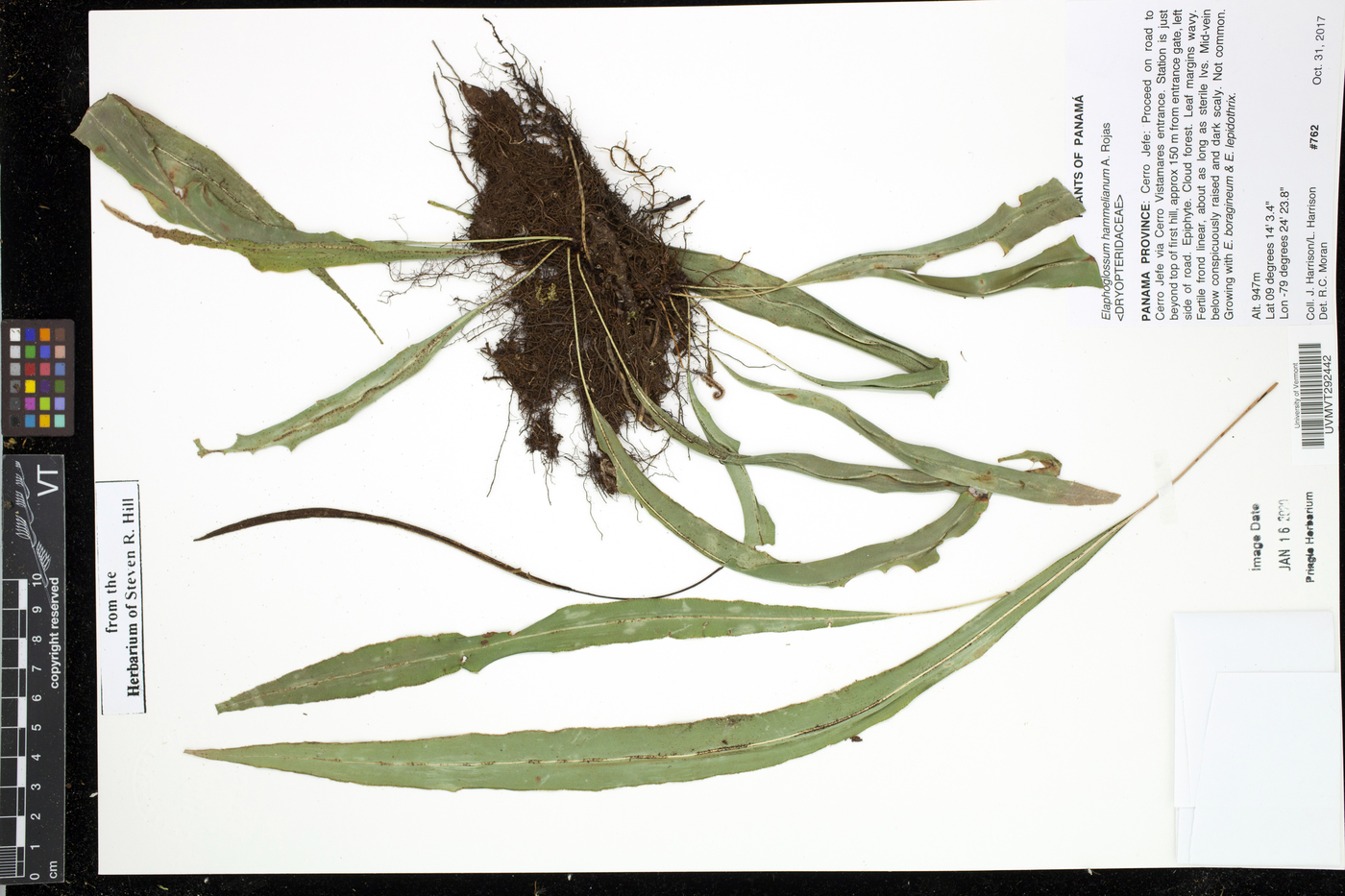 Elaphoglossum hammelianum image