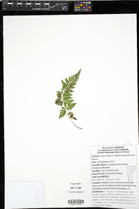 Cystopteris laurentiana image