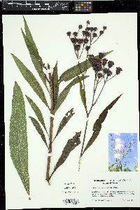 Vernonia noveboracensis image