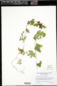 Lygodium palmatum image