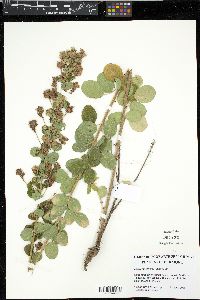 Lespedeza hirta image