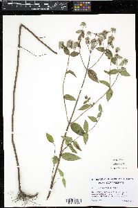 Pycnanthemum incanum image