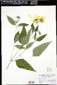 Helianthus decapetalus image