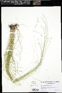 Carex radiata image