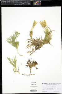 Diphasiastrum sabinifolium image