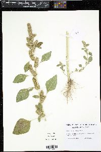 Amaranthus powellii image